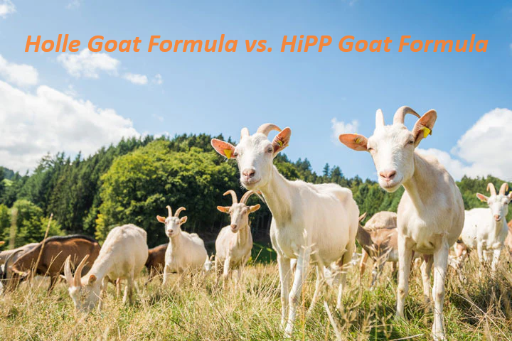Holle Goat Formula vs Hipp Goat Formula Organic Formula Shop