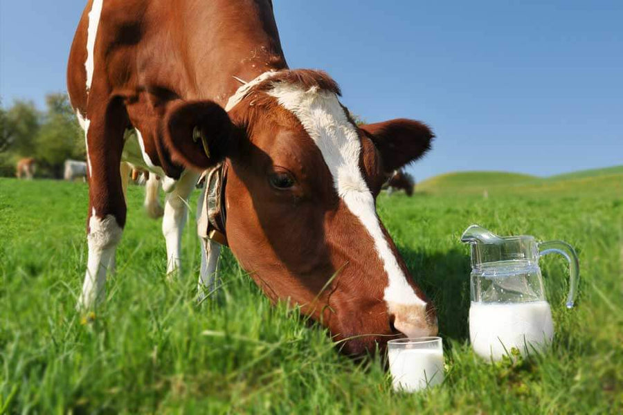 Cow's Milk Allergy vs. Cow's Milk Intolerance: Understanding the Differences