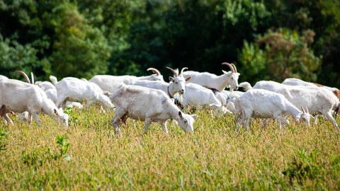 Organic Goat Milk Formulas